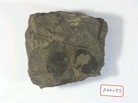 植物化石藏品圖，第2張